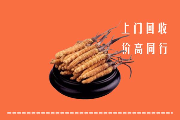 高价求购：茄子河区回收散虫草